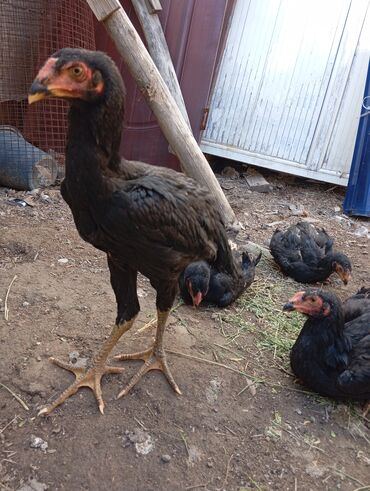 манеж для животных: Цыплята 2,5 месячный цыплята по 2500 тысячи сомов