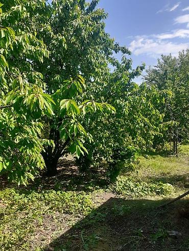 cıxarış nədir: 7 sot, Kupça (Çıxarış) — 2