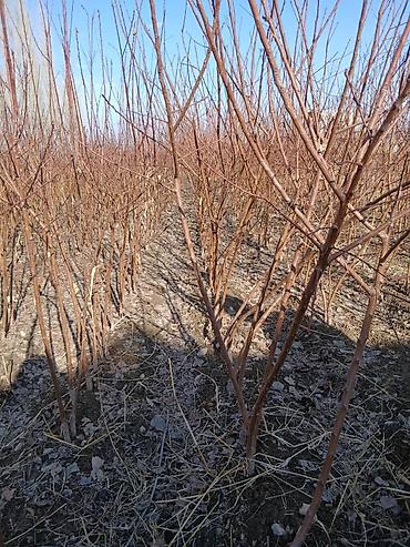 Другие фруктовые и ягодные растения: Ассаламу алайкум Турдуу кочоттор сатылат дыйканчылык озубуз — 8