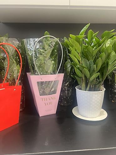 Другие комнатные растения: Женское счастье гигант сорт По городу доставка бесплатно Крупные — 43