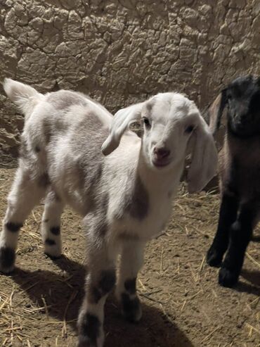 Козы, козлы: Продаю | Козлёнок | Для разведения — 10
