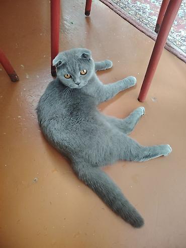 Şotland, Dişi, Cütləşmə üçün