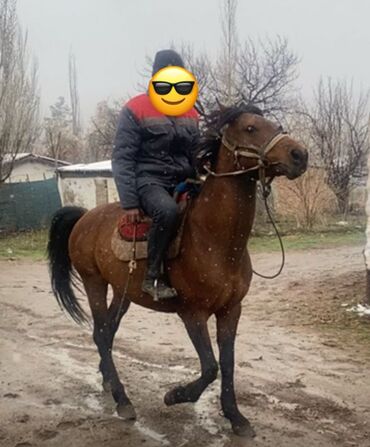 уй жаныбар: Сатам | Байтал | Дончак | Көбөйтүү үчүн, Ат спорту | Асыл тукумдуу