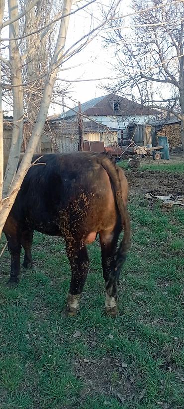 Коровы, быки: Продаю | Бык (самец) | Симментальская | На откорм | Привязанные — 4