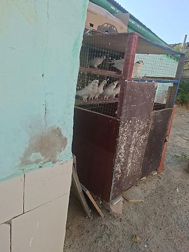 goyerçin: Tergidirem isle elaqeder hamsi cutdur uçuslu heyvanlardi baxan bilecey — 1