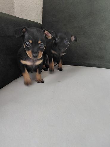 Продажа собак: Миниатюрный пинчер, 1 месяц, Самец, С прививкой — 5