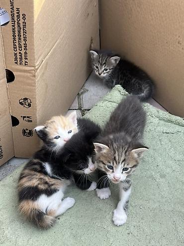 котёнок в хорошие руки: Беспородная, 1 месяц, Мальчик, Приучена к лотку — 2