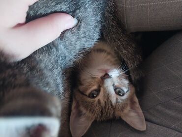 большой кот порода: Отдаю котят в добрые руки!!!