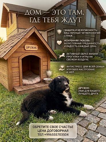 Продажа собак: 2 месяца, Самка — 8
