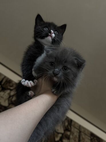 скоттиш фолд шотландская вислоухая кошка: Скотиш Фолд (Шотландская вислоухая), 1 месяц, Девочка, Биколор, Приучена к лотку, Проглистована