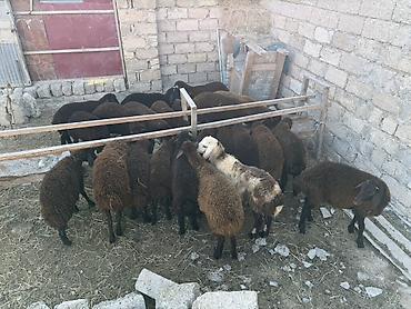 at satisi qiymetleri: Salam aleyküm 23 baş quzdu 6 dışı 17 erken kom 320 m tek tek 280 dan — 4
