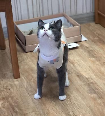 Отдам даром кошку: Кошка даром: Британская короткошёрстная, Девочка — 8