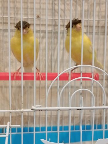 Bülbüllər: Bülbül ərkək qiymət birinə ayidi lalafo.az -da Bülbüllər: Bülbül ərkək qiymət birinə ayidi