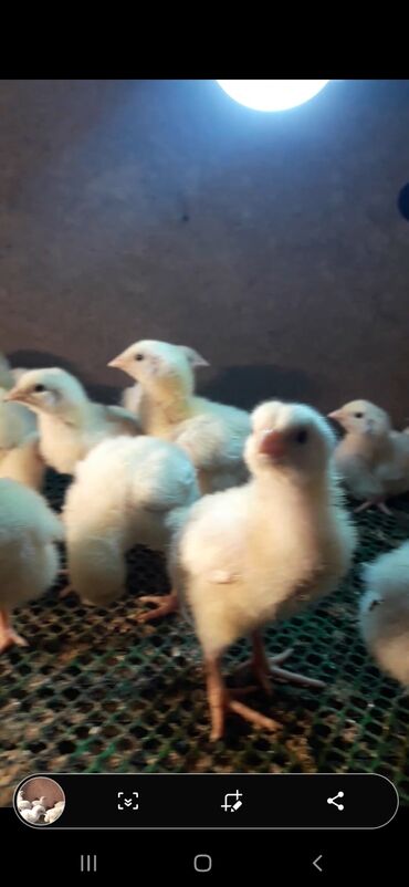 Животные: Бролерные цыплята Кооб 500 (Иванова)Россия привозные яйца есть оптовая