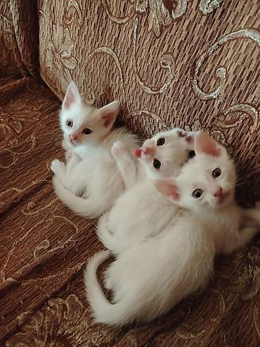 Pişiklər: Türk anqora, Erkək, Dişi, Yaxşı əllərə, Pulsuz çatdırılma — 10