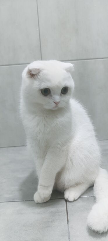 Pişiklər: Şotland, Dişi, Yaxşı əllərə, Ünvandan götürmə, Rayonlara çatdırılma, Pulsuz çatdırılma — 4