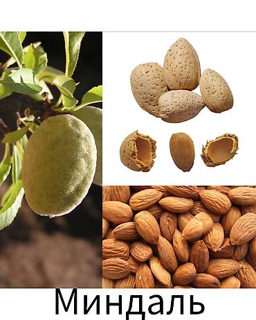 Другие фруктовые и ягодные растения: Саженцы плодовых культур (разные сорта) оптом и в розницу. Успейте — 21