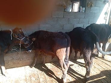 дойки ком: Продаю | Бык (самец) — 2