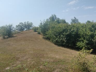 yeni əmlak sumqayıt: 37 sot, Kupça (Çıxarış)