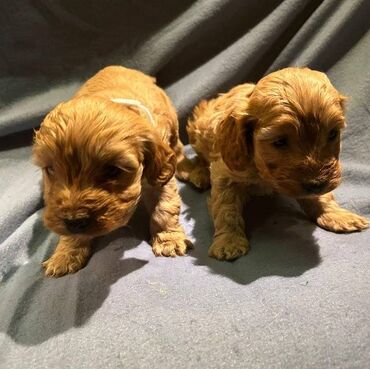 Cockapoo cockerpoo cockerspaniel 2 κουτάβια κόκερπου άφησαν 1 αγόρι