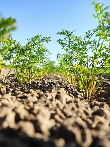 Овощи: Саженцы овощей: Морковь — 9