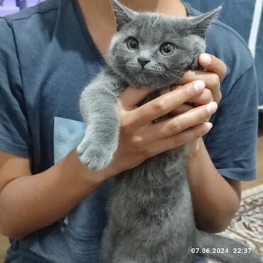 ангорская кошка: Продам кошку 5 месяцев породистая тихая, дружелюбная,чистоплотная со