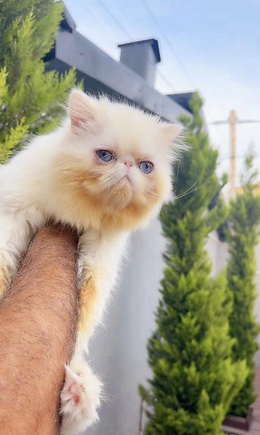 xudat heyvan satisi: Fars, Erkək, Cütləşmə üçün — 1