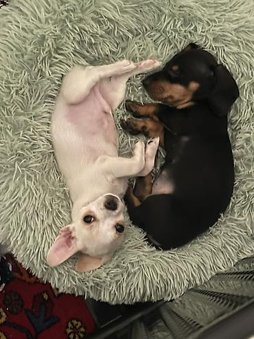 Продажа собак: Продаются замечательные щенки — такса и чихуахуа 🐶✨ Ищем заботливых и — 12