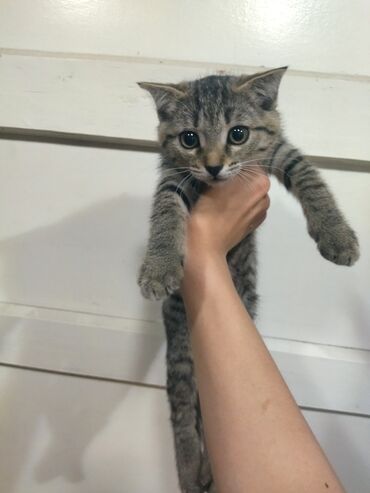 белый шотландский котенок: Скотиш Страйт (Шотландская прямоухая), 1 месяц, Мальчик, Серый