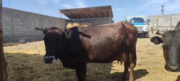 продам ячмень оптом: Цена договарная Продаются швиц стельная 6 месяц пошел вторая по