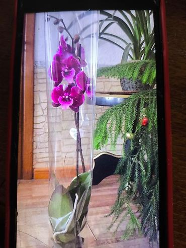Другие товары для дома и сада: ОРХИДЕЯ ОРХИДЕЯ и ОРХИДЕЯ самое красивое и постоянно цветущий — 16