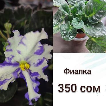 Другие комнатные растения: Продаю домашнии цветы адаптированные уже,пополнение фото каждый день — 6