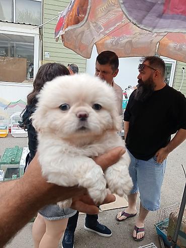 İtlər: Pekines, Sənədli — 1