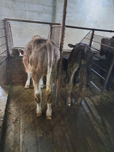 отходы для свиней: Сатам | Бука (эркек), Кунаажын | Аргын | Көбөйтүү үчүн | Байланган