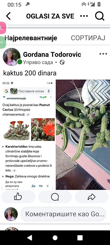 mini orhideje: Kaktus „Peanut Cactus” (Echinopsis chamaecereus) - Cena: 200 dinara - — 1