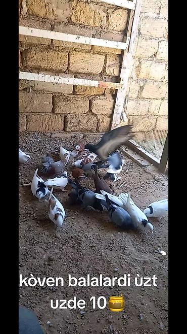 göyərçin yuvaları: Çeşidli rəng və naxışlarda ev göyərçinləri dəst halında. - Ağ — 4