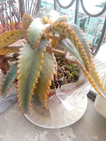 Otaq bitkiləri: Güllər . Kaktus, pul gülü, kolanxoe -da lalafo.az — 8 Otaq bitkiləri: Güllər . Kaktus, pul gülü, kolanxoe — 8