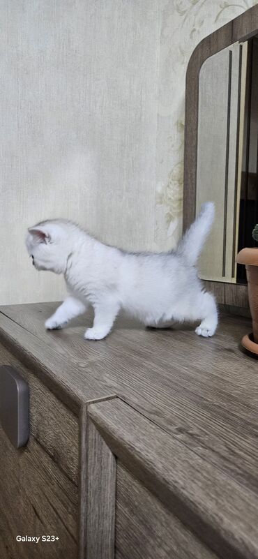 Pişiklər: Şinşilla, Erkək, Yaxşı əllərə, Ünvandan götürmə — 7