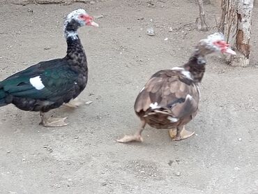 pişik ucun canta: Krasnadar 1denede agaara erkeyler kökdüler tumluga Eladi maşdagadadi