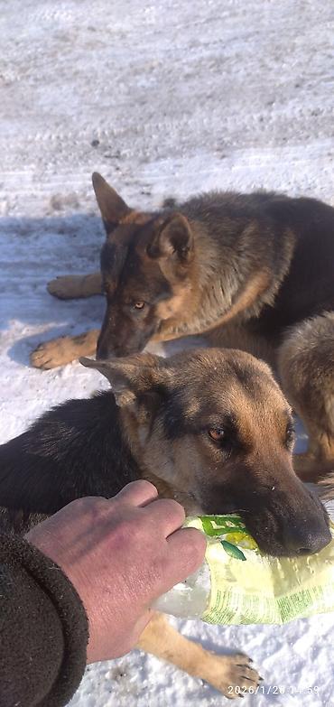 Продажа собак: Восточноевропейская овчарка, 1 месяц, Самка — 9