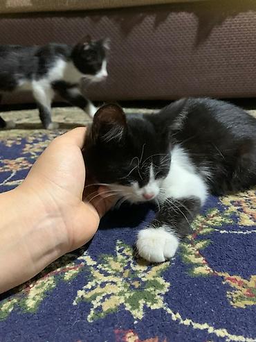 Отдам даром кошку: Котята 3,5 месяца ласковые, любвеобильные,игривые Отдаю at lalafo.kg — 6 Отдам даром кошку: Котята 3,5 месяца ласковые, любвеобильные,игривые Отдаю — 6