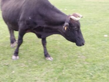 купить корову алатауской породы: Продаю | Корова (самка) | Для разведения, Для молока