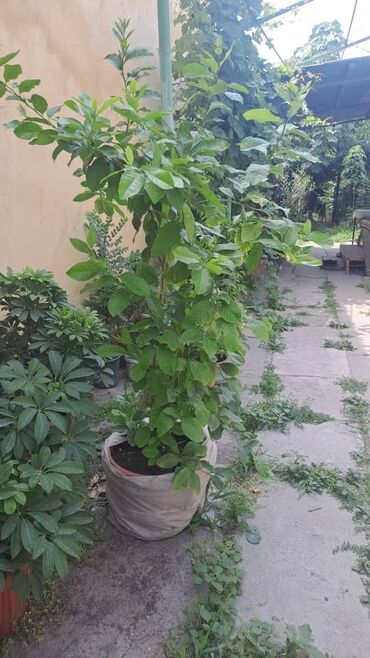качеля для дома: Продаю разные комнатные растения, пишите, звоните, договоримся!