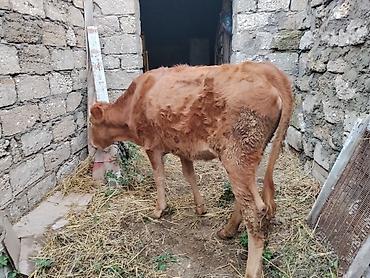 pomeranian satilik: 6 aylıq dişi dana satılır bordağa bağlamaqa yarıyır heç bir problemi — 4