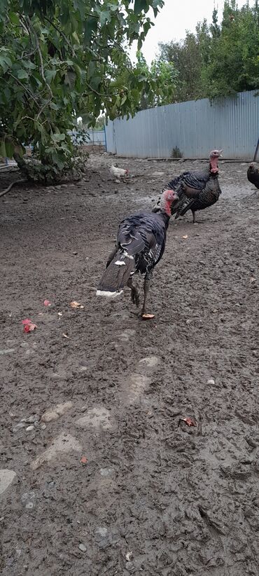 аксессуары для волнистых попугаев: Другие птицы