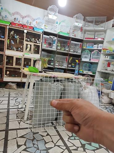 Птицы: Ручной ожереловый попугай! Если у вас никогда не было опыта — 3