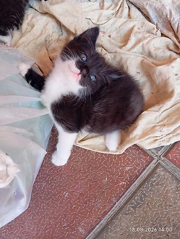 Tabbi, Yaxşı əllərə lalafo.az -da Tabbi, Yaxşı əllərə