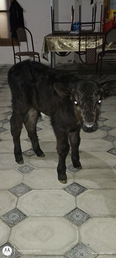 dəvəquşu yumurtası qiyməti: Erkek anqus buzov 4 gunlukdu cox saglam superdi ehli esil etlik hec lalafo.az -da dəvəquşu yumurtası qiyməti: Erkek anqus buzov 4 gunlukdu cox saglam superdi ehli esil etlik hec