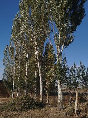 мусор ош: Дрова Тополь — 2