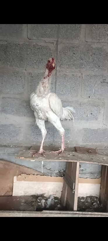 продам бу оборудование для птицефабрики: Продаю | Петух | Бойцовая, Дакан | Для разведения